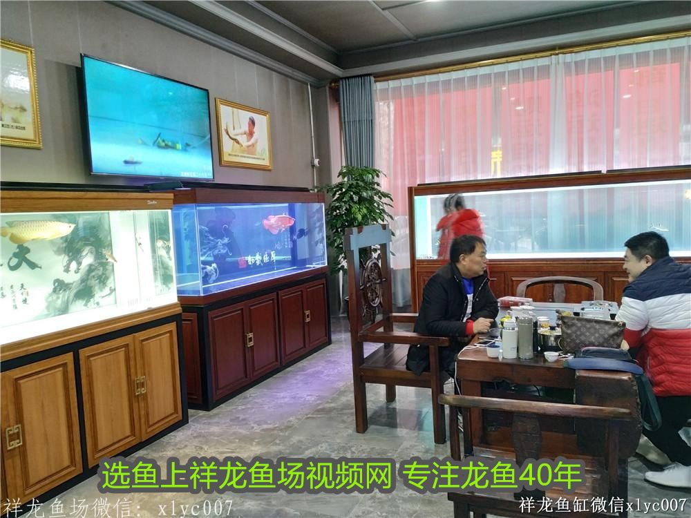 南寧市武鳴區(qū)玉龍金魚店 南寧市武鳴區(qū)玉龍金魚店 全國水族館企業(yè)名錄 第2張