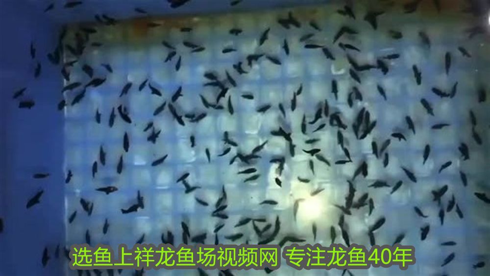 普通黑白魟魚多少錢：普通黑白魟魚多少錢一只