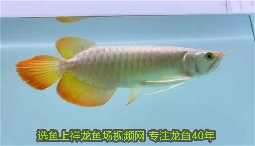 鱘龍魚圖片做法食用 鱘龍魚圖片百度圖片