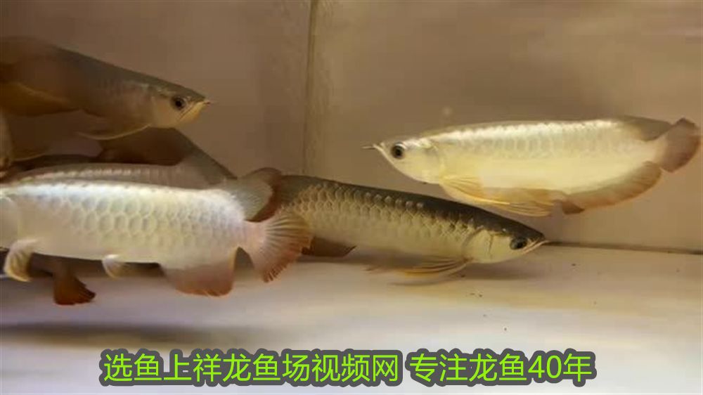 魟魚一天喂一頓生長速度有多快啊：魟魚一天喂一頓生長速度有多快 魟魚一天喂一頓生長速度有多快啊：魟魚一天喂一頓生長速度有多快 魟魚百科 第1張