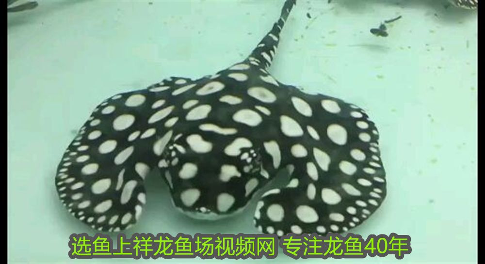 創寧水泵如何辨別真假視頻教學，創寧水泵如何辨別真假視頻教學全集