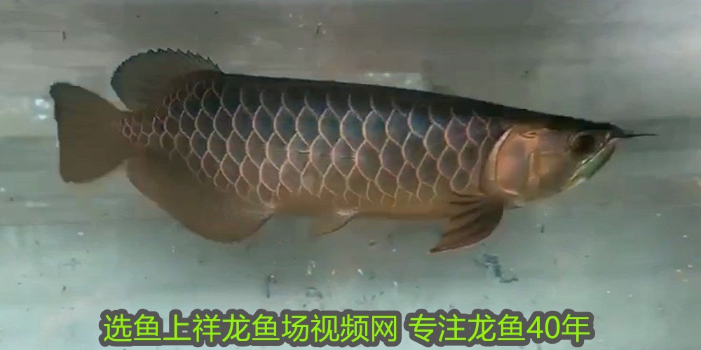 人工飼養的銀龍魚可以繁殖嗎有毒嗎(銀龍魚能產卵嗎)