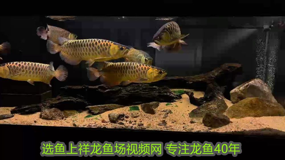 家里養魚幾條最吉利最旺財？風水養魚全指南，風水養魚旺財指南，家里養幾條魚最吉利？