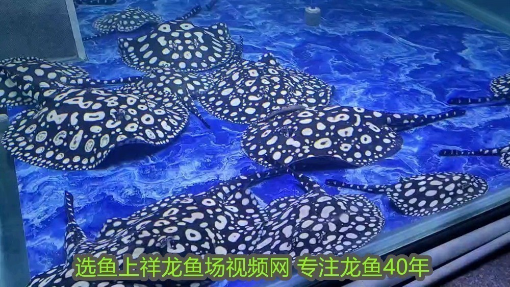 一家有兩條龍大富大貴什么意思:龍舞祥瑞,一家雙龍,富貴盈門 龍魚百科 第2張 一家有兩條龍大富大貴什么意思:龍舞祥瑞,一家雙龍,富貴盈門 一家有兩條龍大富大貴什么意思:龍舞祥瑞,一家雙龍,富貴盈門 龍魚百科 第2張