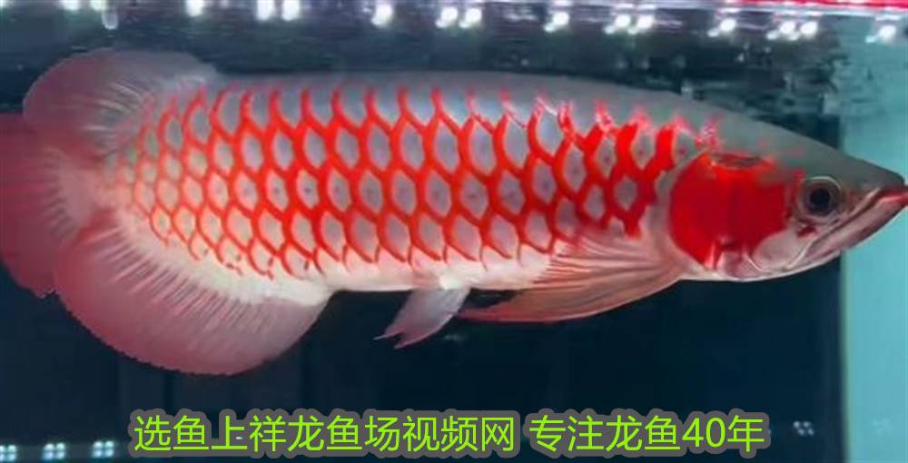 金龍魚和銀龍魚可以混養嗎