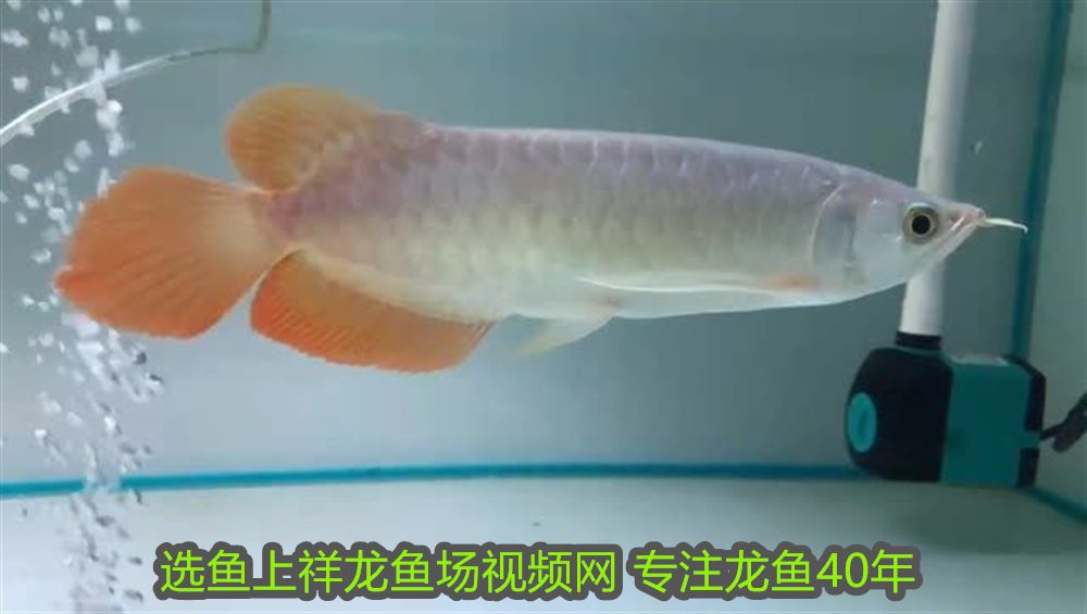 豬鼻龜爛了怎么辦用什么藥(豬鼻龜潰爛嚴(yán)重怎么辦) 豬鼻龜爛了怎么辦用什么藥(豬鼻龜潰爛嚴(yán)重怎么辦) 豬鼻龜百科 第1張