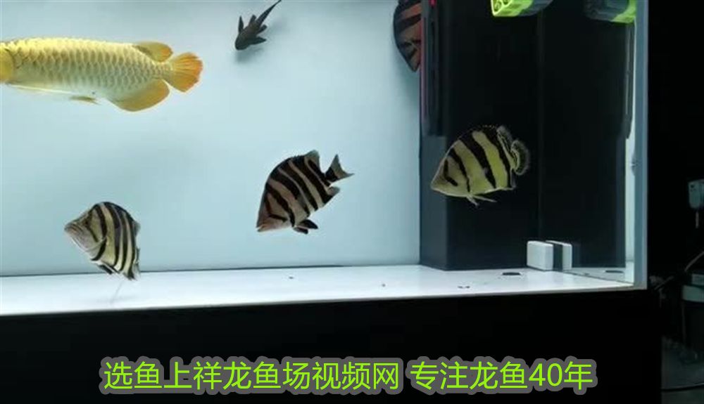 紅龍魚甩頭：紅龍魚甩頭可能由多種原因引起，