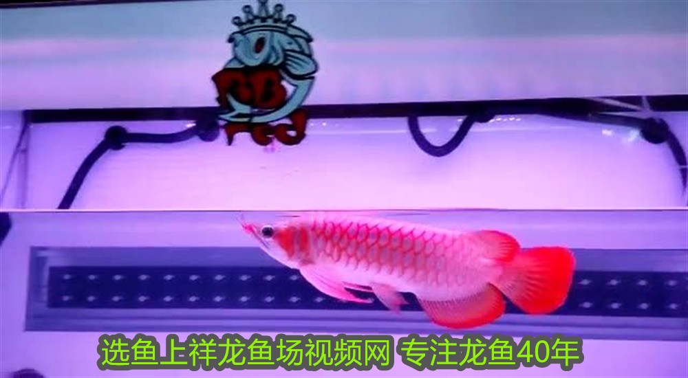 銀龍魚圖片大全大圖霸氣壁紙可愛(銀龍魚高清圖片)