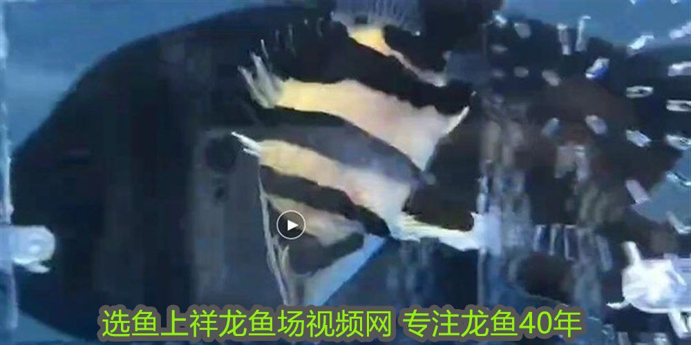 藍曼龍魚為什么很少人養(yǎng)：藍曼龍最不值錢的顏色，市場價值背后的色彩密碼