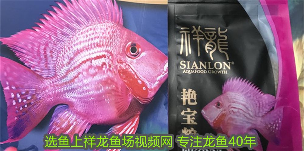 銀龍魚把嘴撞爛了怎么辦(銀龍魚嘴撞破了能恢復嗎)