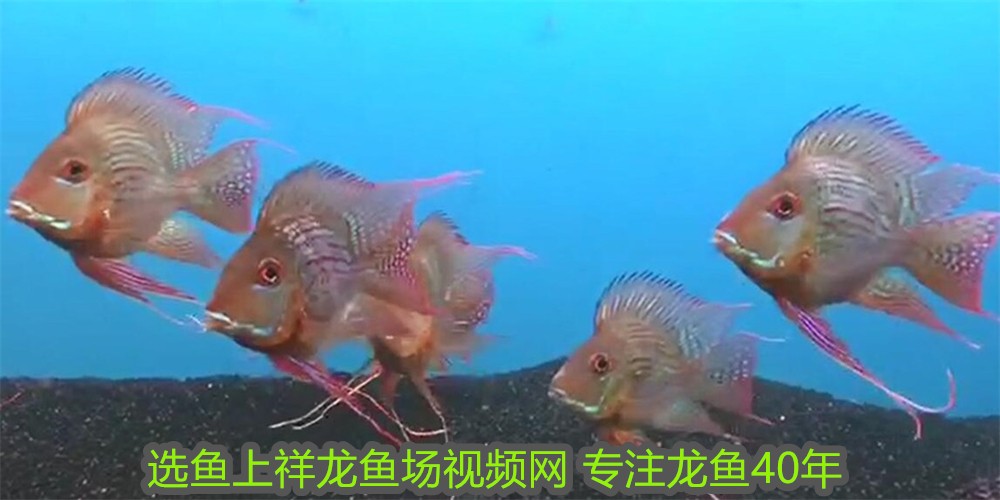 紅龍魚產地在哪里的好釣：紅龍魚最佳養殖產地是印度尼西亞