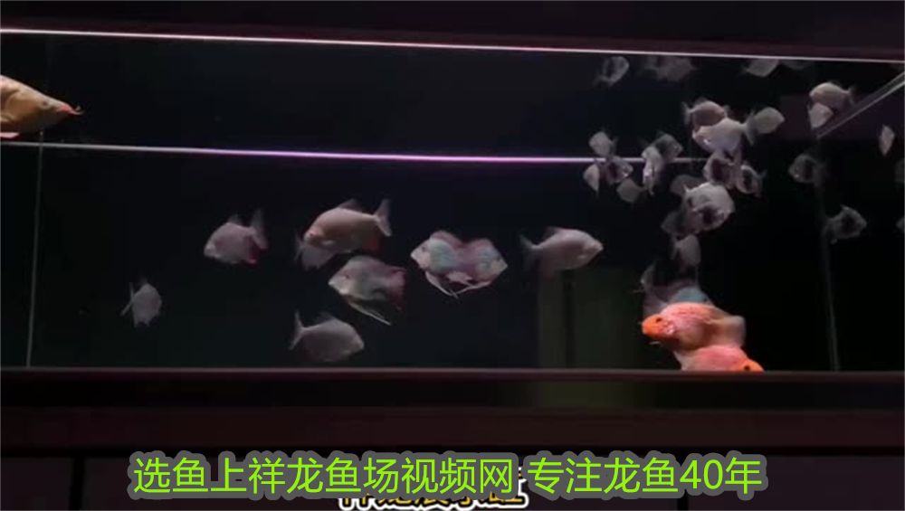 華明博特科技有限公司怎么樣啊，羅博特科技有限公司怎么樣