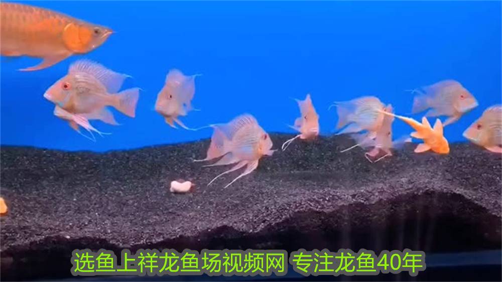 銀龍魚屬于龍魚嗎圖片(銀龍魚是什么樣的)