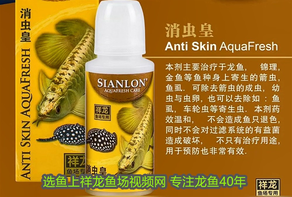 一條龍魚配幾條虎魚合適圖片視頻大全(一條金龍配幾條虎魚好) 虎魚百科 第1張 一條龍魚配幾條虎魚合適圖片視頻大全(一條金龍配幾條虎魚好) 一條龍魚配幾條虎魚合適圖片視頻大全(一條金龍配幾條虎魚好) 虎魚百科 第1張