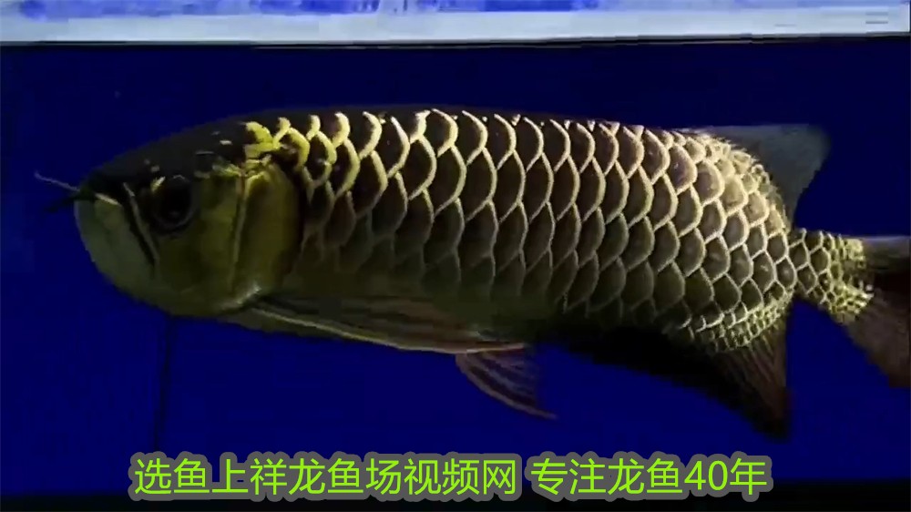 大型魚缸養(yǎng)魚注意事項：關(guān)于大型魚缸養(yǎng)魚的注意事項