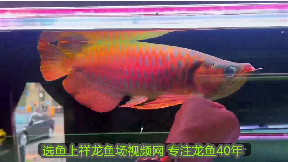 可麗愛1.2米魚缸（可麗愛12米魚缸玻璃厚度）
