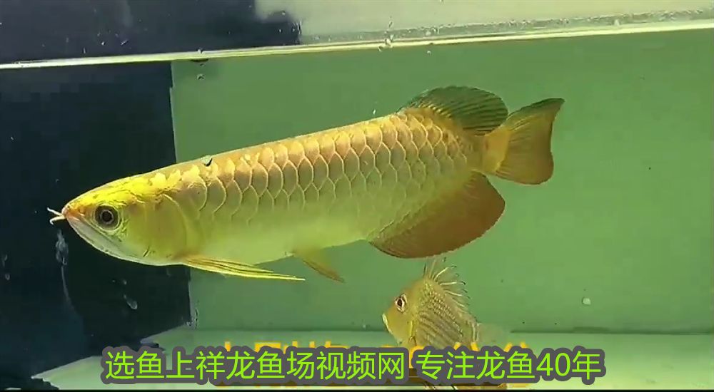 魚缸下過濾器安裝圖解使用方法視頻講解（下過濾魚缸安裝教程）