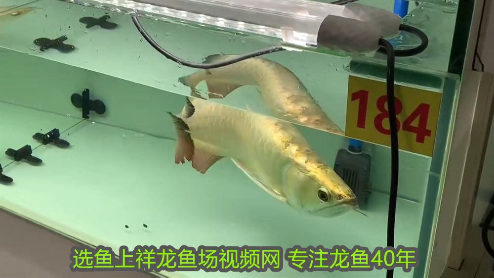 哪些屬相不適合養魚？揭秘風水禁忌與科學依據，屬相與養魚禁忌，風水解析與科學依據