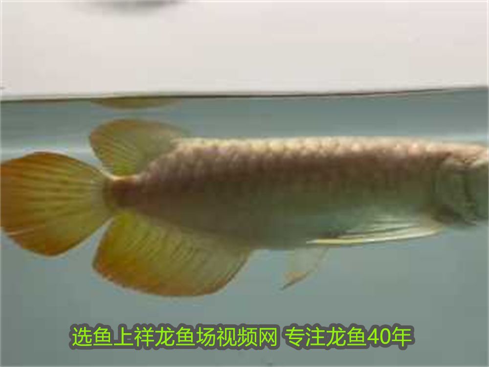 徹底清洗魚缸后要放鹽嗎視頻（ 魚缸清洗完,放點鹽可以嗎）
