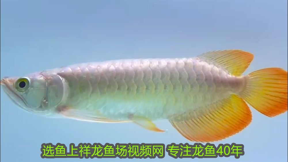 龍魚吃小魚好還是蝦好養