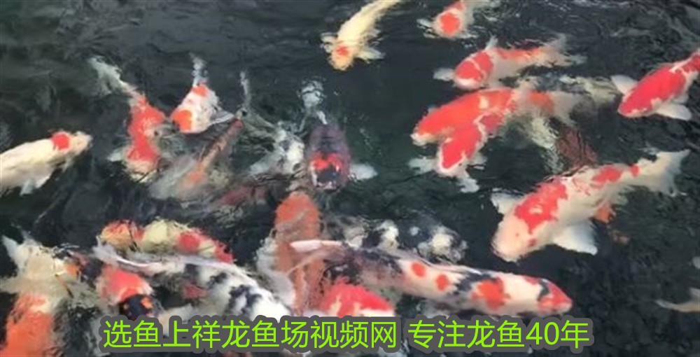 銀龍魚咬人視頻(銀龍魚被咬傷了怎么辦)