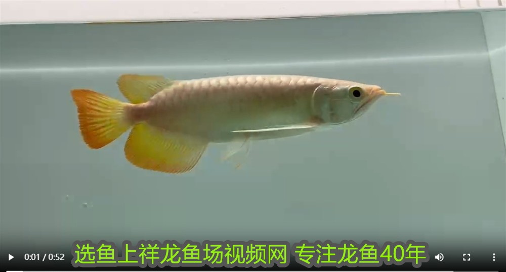 1米2的魚缸養幾條草金魚最好(一米二的魚缸養幾條草魚可以嗎)