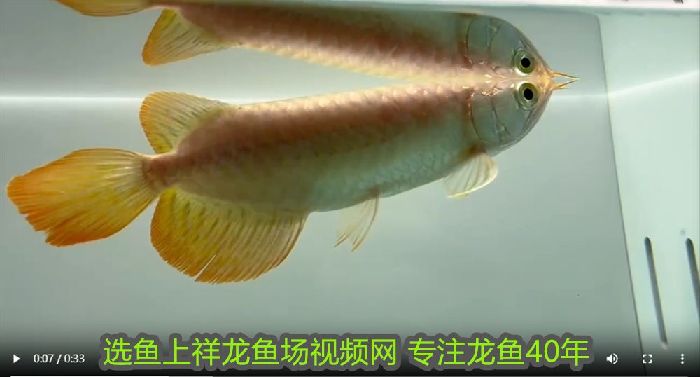 給龍魚喂食草金怎樣消毒最好呢 龍魚百科 第3張 給龍魚喂食草金怎樣消毒最好呢 給龍魚喂食草金怎樣消毒最好呢 龍魚百科 第3張