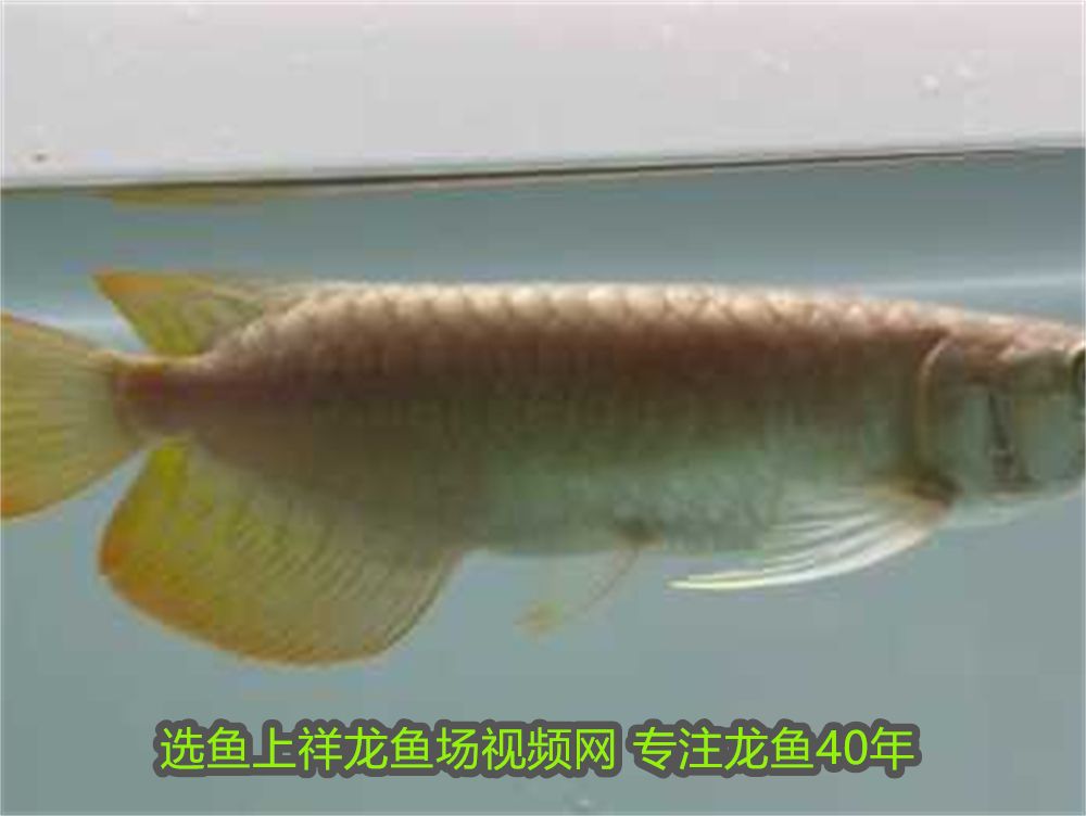 家里養魚一般養幾條為好？科學養魚的數量指南，科學養魚指南，家庭養魚的最佳數量建議