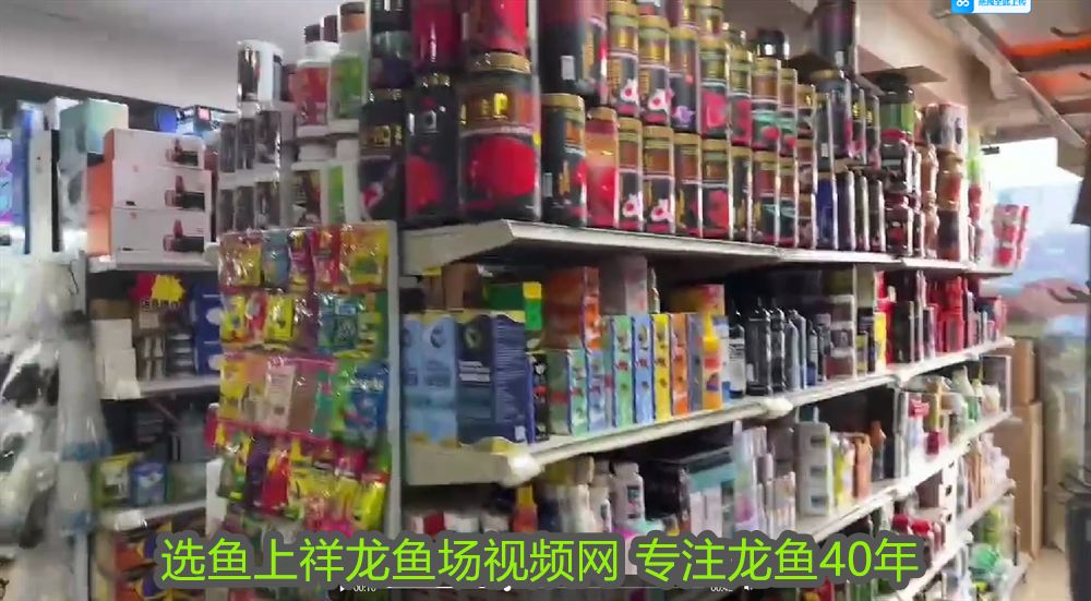 三種最旺家宅的烏龜：家里養(yǎng)什么龜最好最吉利