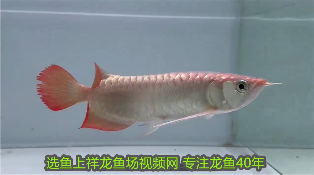 龍魚要多大的缸最好vs祥龍魚場：祥龍魚場的評價如何