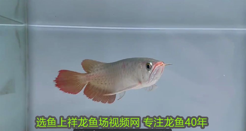 詳細閱讀:曼龍魚懷孕多久產卵?繁殖周期與飼養技巧詳解,曼龍魚懷孕產卵周期及繁殖飼養全攻略 曼龍魚懷孕多久產卵?繁殖周期與飼養技巧詳解,曼龍魚懷孕產卵周期及繁殖飼養全攻略
