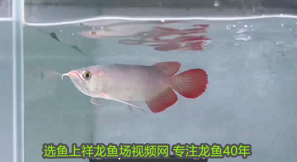 杭州森森魚缸專賣店地址在哪里 杭州森森魚缸專賣店地址在哪里啊
