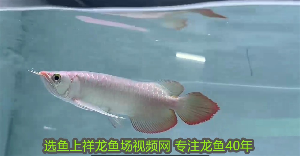 紅龍魚身上長白絮狀物怎么辦：紅龍魚水霉病預(yù)防措施