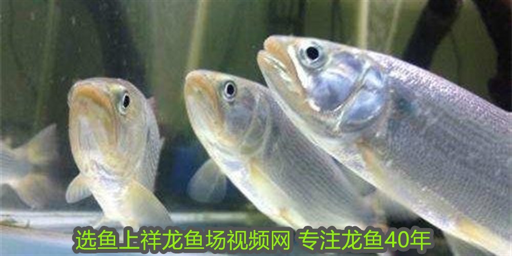 觀賞魚身上長白毛什么病怎么治加食用鹽可以嗎:魚身上長白毛放多少鹽