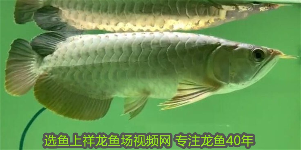 虎魚變明的最好方法(虎魚變明的最好方法視頻) 虎魚百科 第1張 虎魚變明的最好方法(虎魚變明的最好方法視頻) 虎魚變明的最好方法(虎魚變明的最好方法視頻) 虎魚百科 第1張