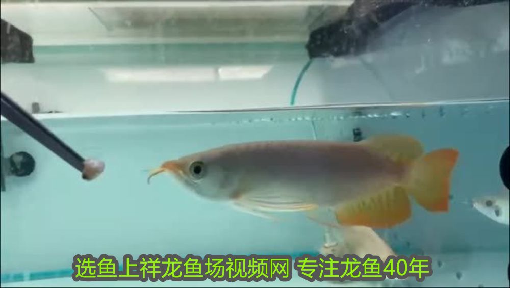 09年的閩江魚缸是什么玻璃：09年的閩江魚缸是什么玻璃材質是強化玻璃強度和熱穩(wěn)定性