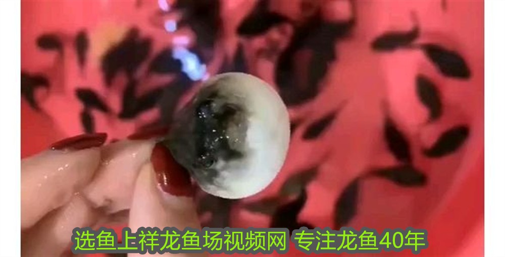 紅龍魚用白燈還是黃燈好養活：紅龍魚用白燈好還是黃燈好