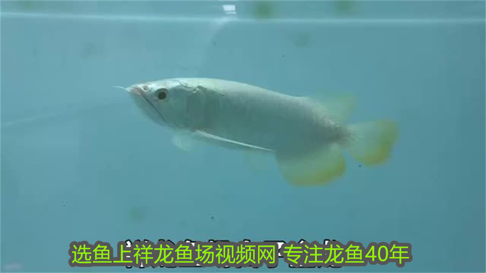 龍魚虎魚水溫多少度適合養活(龍魚虎魚最佳溫度)