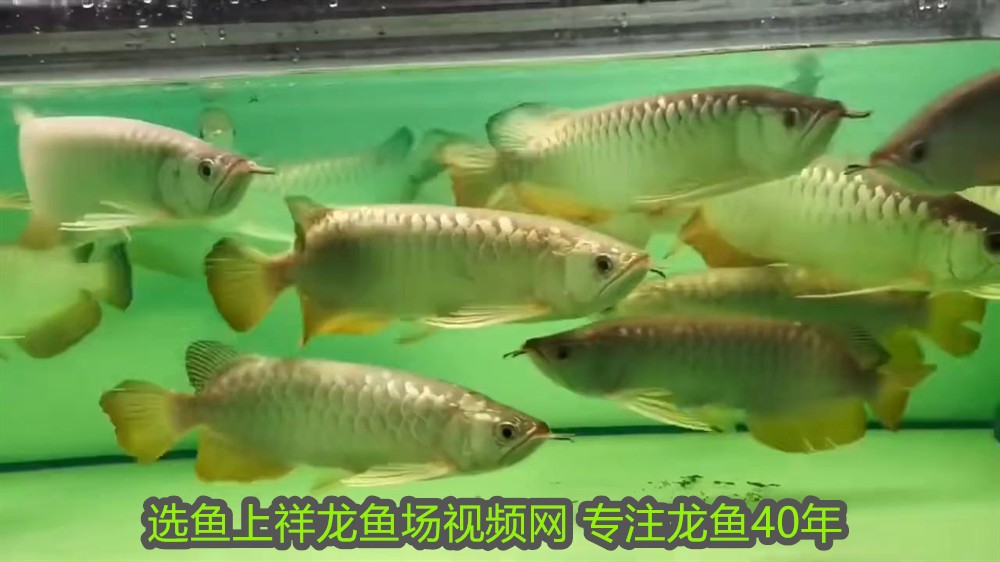 銀龍魚與什么魚混養好看(銀龍魚與什么魚混養好看呢)
