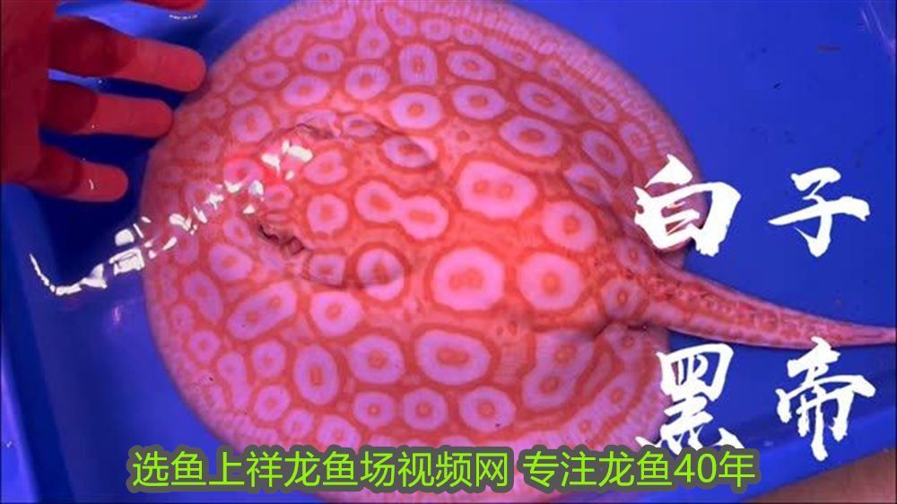 張家界水族批發市場地址電話是多少號 張家界魚具店 張家界水族批發市場地址電話是多少號 張家界魚具店 則道紅龍 第2張