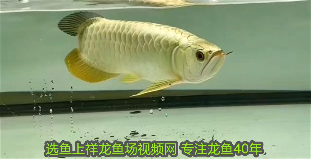 變廢為寶自制魚缸：變廢為寶自制魚缸是一種創(chuàng)意十足的廢物利用方法