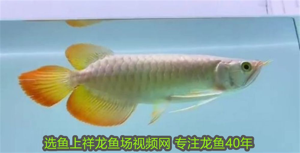 龍魚疾病圖解，常見病癥識別與防治指南，龍魚常見疾病圖解，識別與防治全攻略