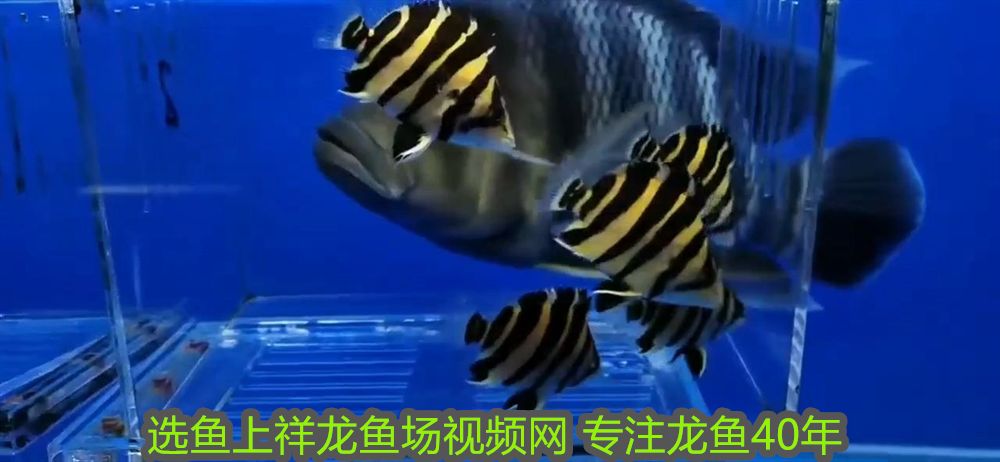 許昌魚缸批發市場在哪里啊電話多少(許昌魚缸批發市場在哪里啊電話多少啊) 許昌魚缸批發市場在哪里啊電話多少(許昌魚缸批發市場在哪里啊電話多少啊) 九鼎魚缸 第1張