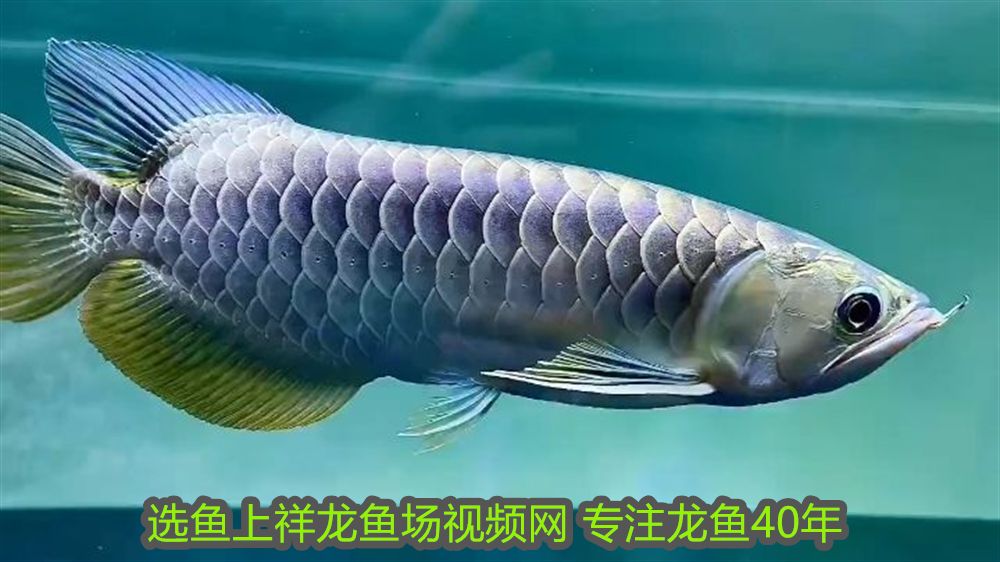紅龍如何鑒別是大湖紅龍魚