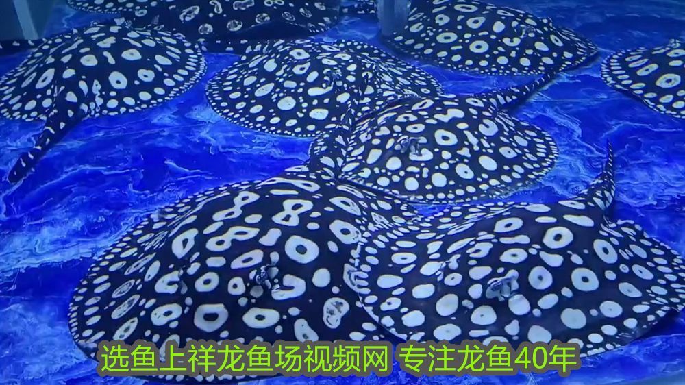 魚缸里的菌膜圖片高清（魚缸里面菌膜）