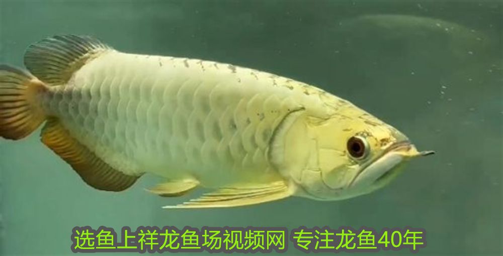 什么地方買魚缸便宜又好用又實惠（ 魚缸哪里買好）