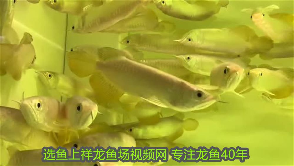 銀龍魚幼苗怎么養護(銀龍魚苗喂什么)