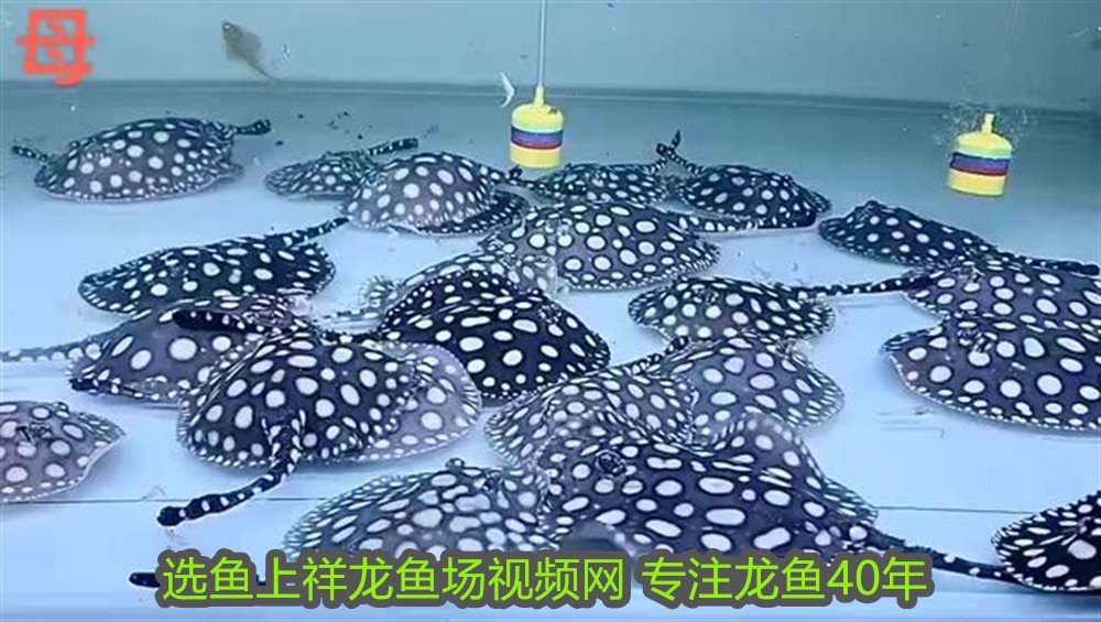 銀龍魚眼睛鼓起來怎么回事兒(龍魚的眼睛鼓出來了)