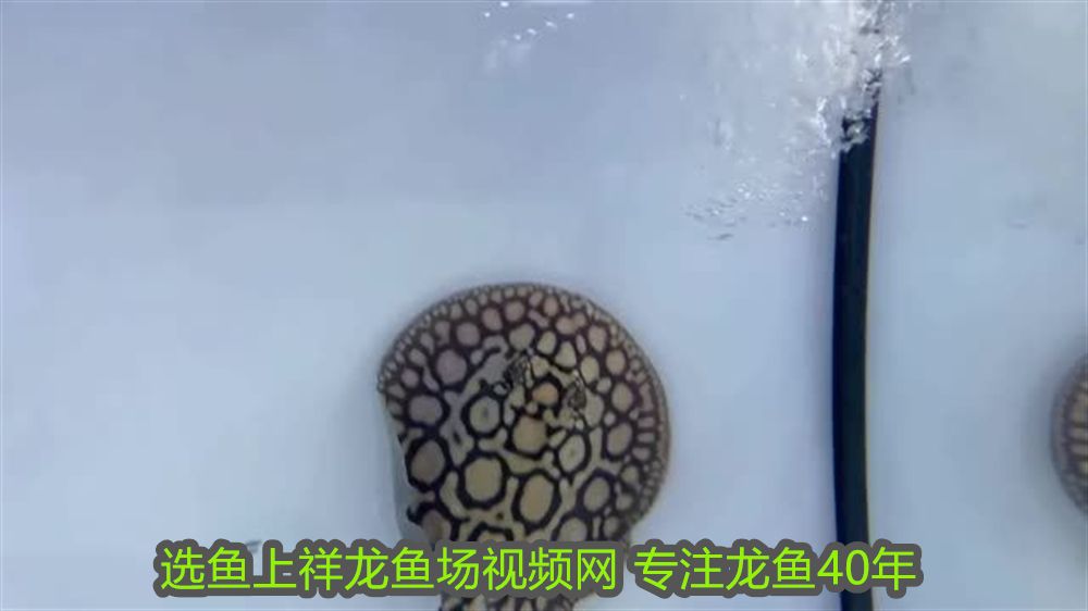 光特億加熱棒顯示e6（光特億加熱棒顯示異常報警）