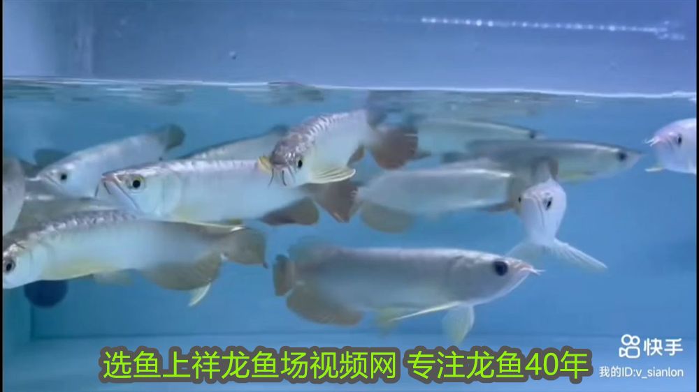 如何給龍魚換魚缸，詳細步驟與注意事項，龍魚換缸全指南，詳細步驟與關鍵注意事項